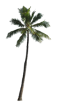 Coconut Tree PNG Picture icon png