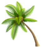 Coconut Tree PNG Transparent Image icon png