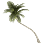 Coconut Tree Transparent Background icon png
