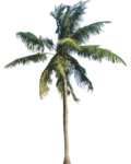 Coconut Tree Transparent PNG icon png