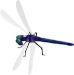 Dragonfly PNG Photos icon png