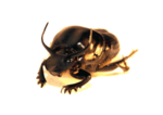 Dung Beetle PNG Clipart icon png