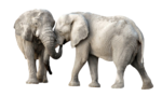 Elephant PNG Clipart icon png