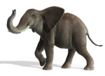Elephant PNG File icon png