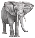 Elephant PNG Free Download icon png