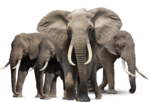 Elephant PNG HD icon png