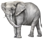 Elephant PNG Photos icon png
