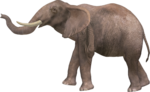 Elephant PNG Pic icon png