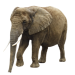 Elephant PNG Transparent Image icon png