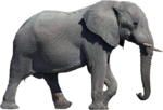 Elephant Transparent Background icon png