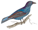 Fairy Bird PNG Image icon png
