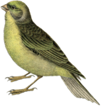 Fairy Bird Transparent PNG icon png