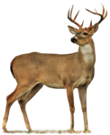 Full Body Deer Drawings Buck PNG icon png