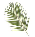 Green Palm Leaves PNG Photos PNG, SVG Clip art for Web - Download Clip ...