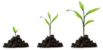 Growing Plant PNG HD icon png