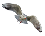 Gulls PNG File icon png