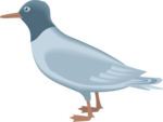 Gulls PNG Picture icon png