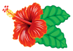 Hibiscus PNG Clipart icon png