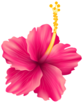 Hibiscus PNG File icon png