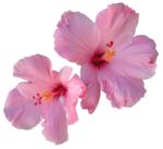 Hibiscus PNG Free Download icon png