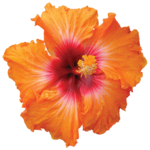 Hibiscus PNG HD icon png