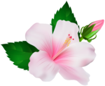 Hibiscus PNG Image icon png