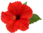 Hibiscus PNG Picture icon png