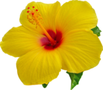 Hibiscus Transparent Background icon png