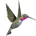 Hummingbird PNG Background Image icon png