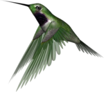 Hummingbird PNG Clipart icon png