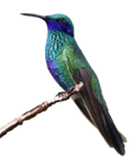 Hummingbird PNG HD icon png
