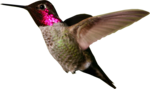 Hummingbird PNG Photo icon png