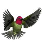 Hummingbird PNG Pic icon png