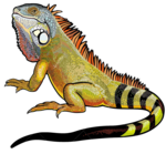 Iguana PNG File icon png