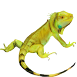 Iguana PNG HD icon png