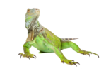 Iguana PNG Image icon png