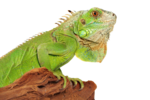 Iguana PNG Photo icon png