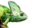 Iguana PNG Transparent Picture icon png