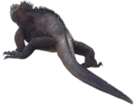 Iguana PNG Transparent icon png