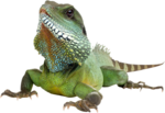 Iguana Transparent Background icon png