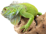 Iguana Transparent PNG icon png