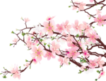 Japanese Flowering Cherry PNG Clipart icon png