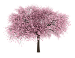 Japanese Flowering Cherry PNG File icon png