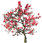 Japanese Flowering Cherry PNG Image icon png