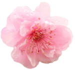 Japanese Flowering Cherry PNG Photo icon png
