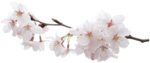 Japanese Flowering Cherry PNG Pic icon png