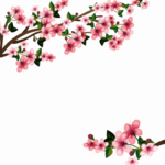 Japanese Flowering Cherry PNG Transparent Image icon png