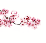 Japanese Flowering Cherry PNG Transparent Picture icon png