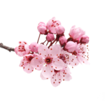 Japanese Flowering Cherry PNG Transparent icon png
