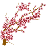 Japanese Flowering Cherry Transparent Background icon png